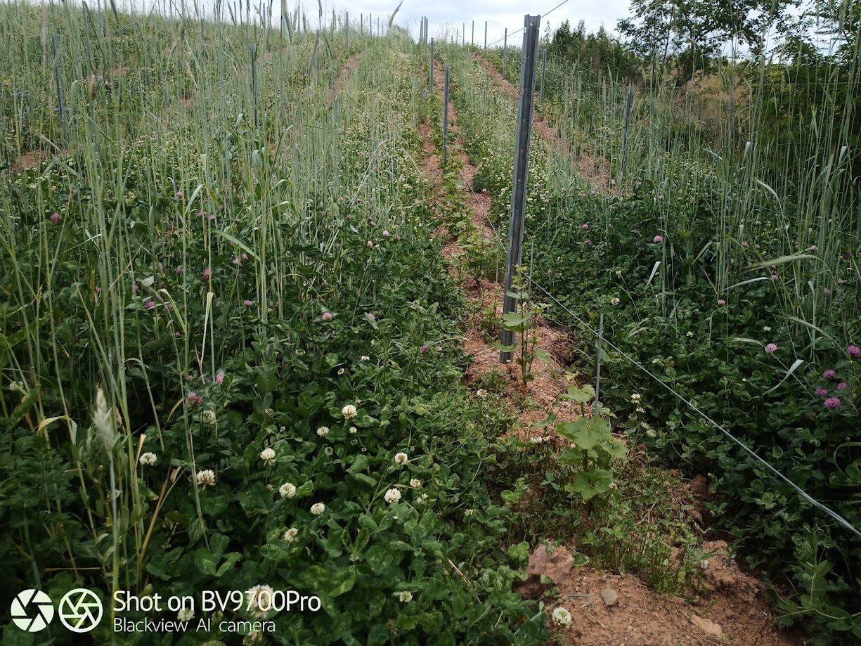 TERRA Vitis au Domaine du Breuil